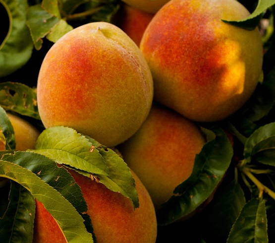 Peaches