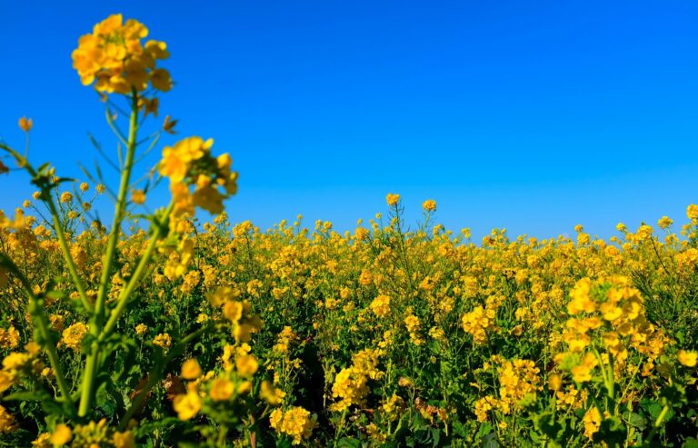 Health Benefits of Canola Oil : Mohit Tandon Burr Ridge